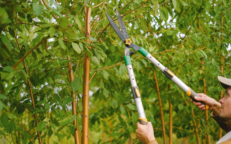Tree trimming in Carpenter, IA